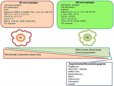 Vascular Macrophages as Therapeutic Targets to Treat Intracranial Aneurysms